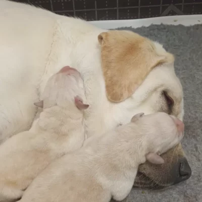 labrador sables LOF