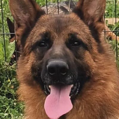 Team de Font martinier - Berger Allemand de l'élevage Logis de Câline en Vendée