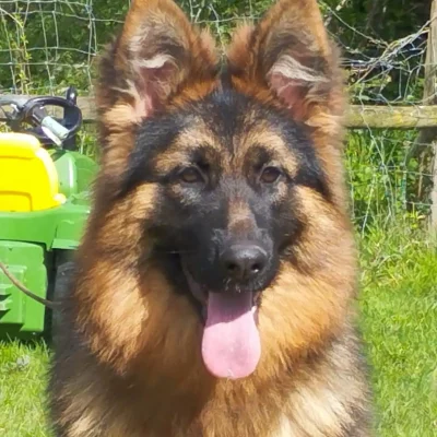Ushka du marais de lilou Berger Allemand du Logis de Caline