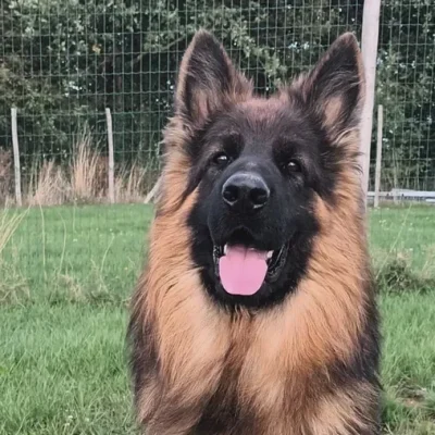 VALMY chien_resultat