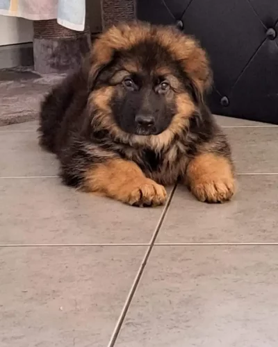 chiot berger allemand Élevage Logis de Câline