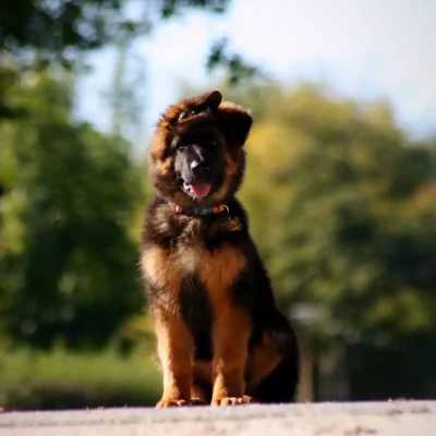 chiot à vendre Élevage Logis de Câline